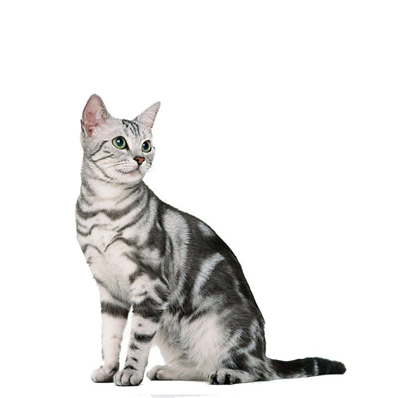 amerikai rövidszőrű macska
